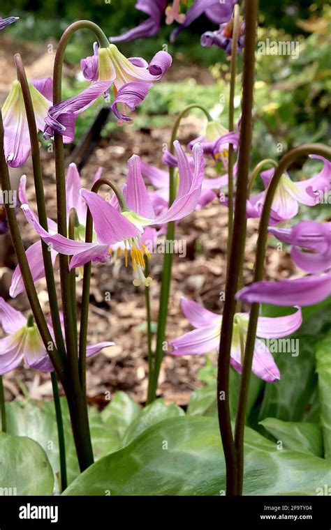 fawxlily|Erythronium .